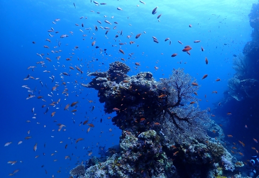 水中生物に成長促進の効果を与える