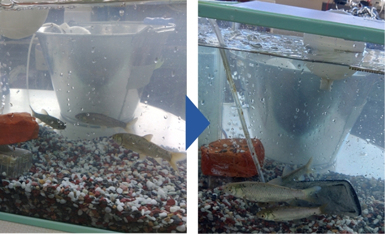 鮮度維持と成長促進の実験